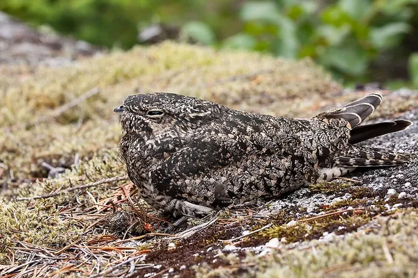 Fauna of Oregon