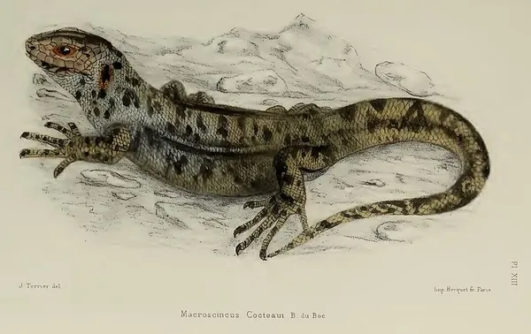 Cape Verde giant skink