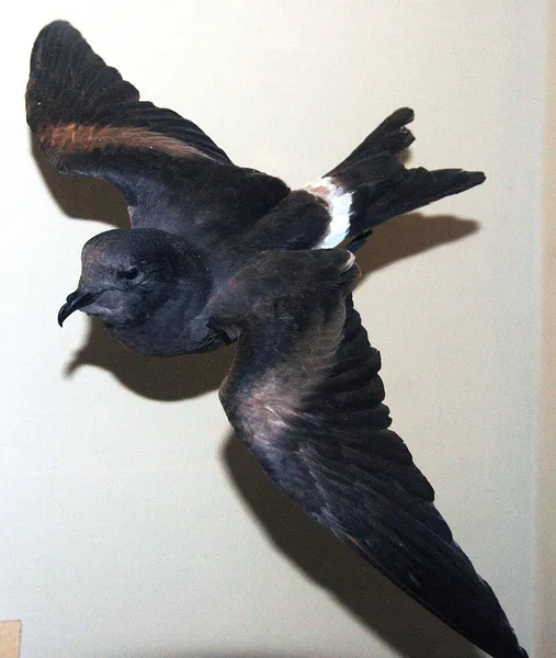 Guadalupe storm petrel