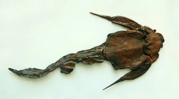 Bothriolepis