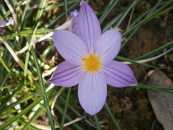 Crocus imperati