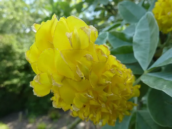 Argyrocytisus