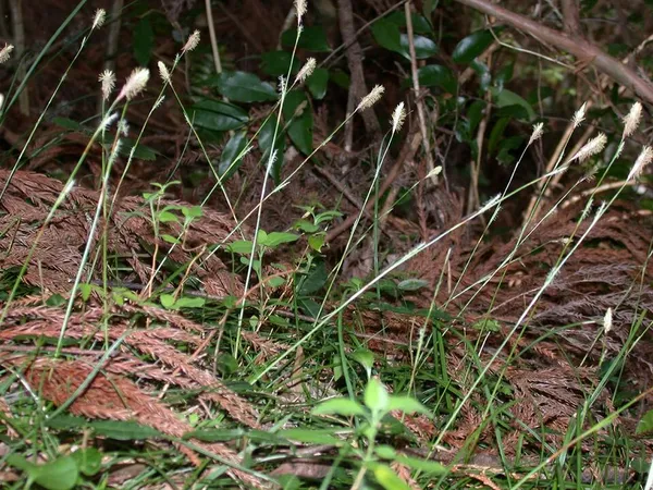 Carex conica