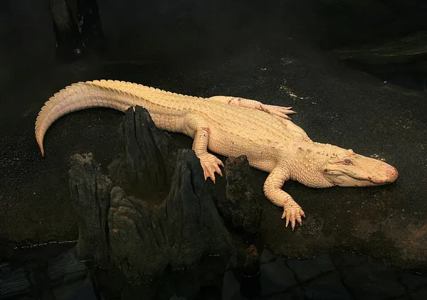 Albinism