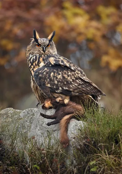 Dietary biology of the Eurasian eagle-owl