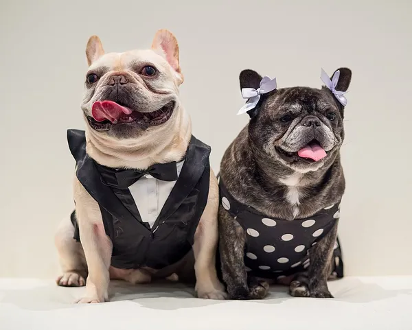 Dog fashion