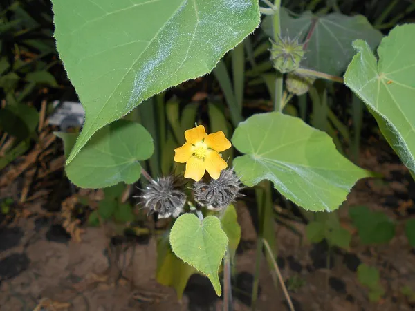 Abutilon