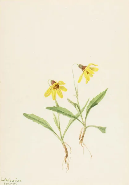 Arnica louiseana