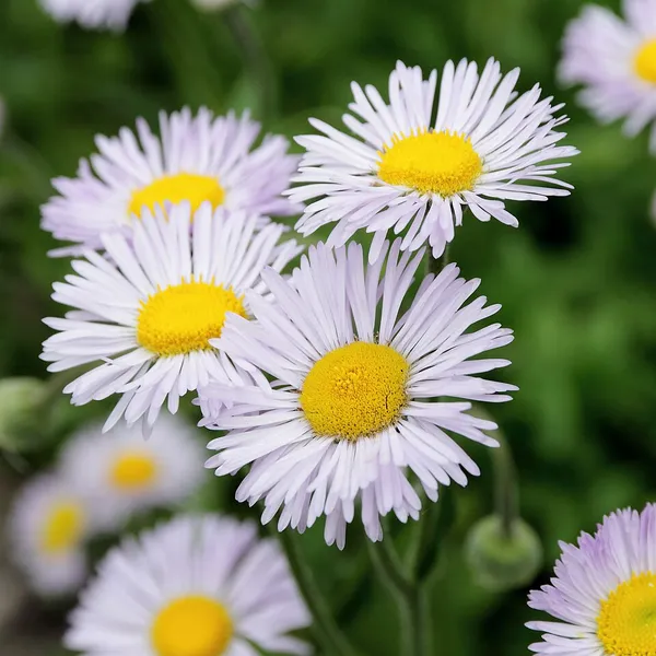 Erigeron formosissimus