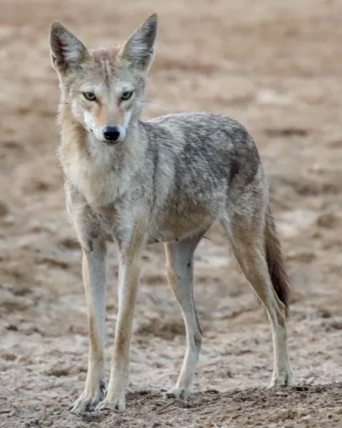 African wolf