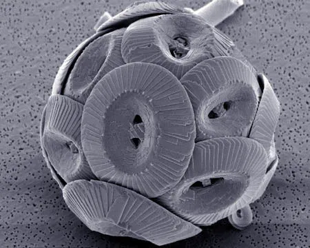 Coccolithophore
