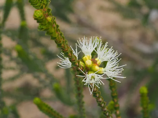 Beaufortia sprengelioides