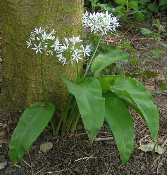Allioideae