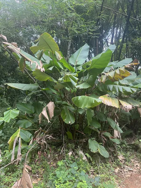 Calathea lutea