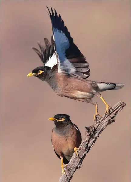Common myna