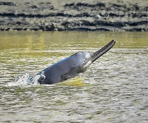 Ganges river dolphin