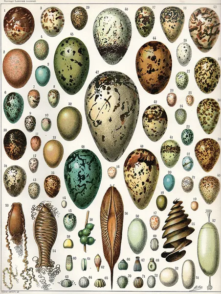 Egg