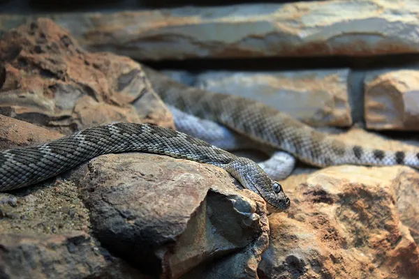 Crotalus catalinensis