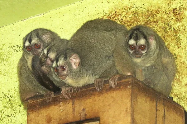 Gray-bellied night monkey