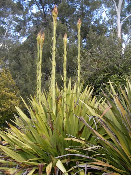 Doryanthes