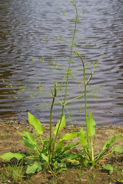 Alismatid monocots