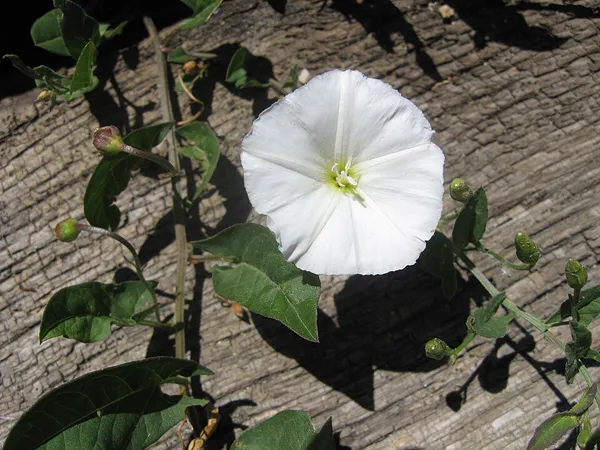 Convolvulus