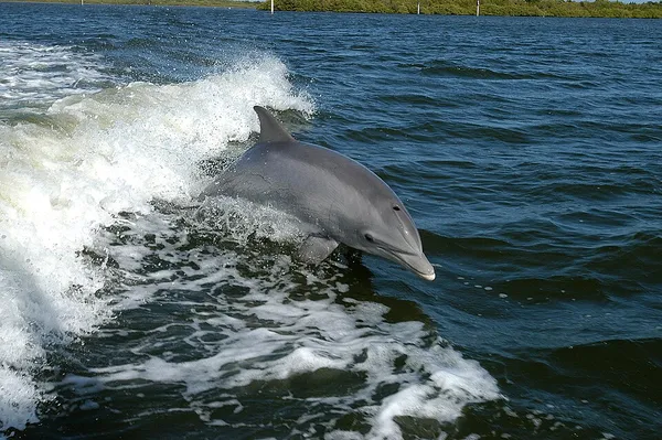 Aquatic mammal