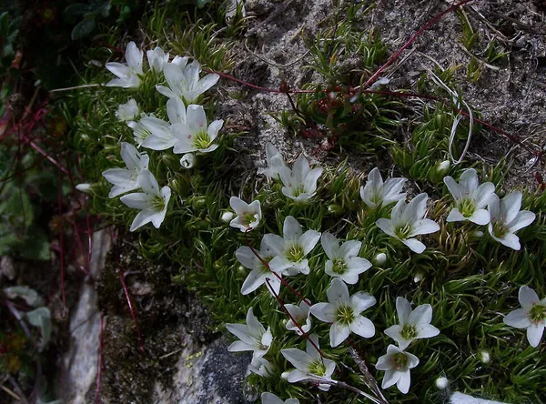 Eremogone bryophylla