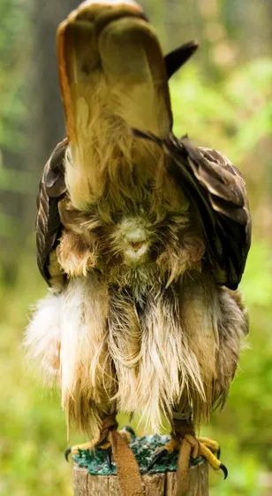 Cloaca