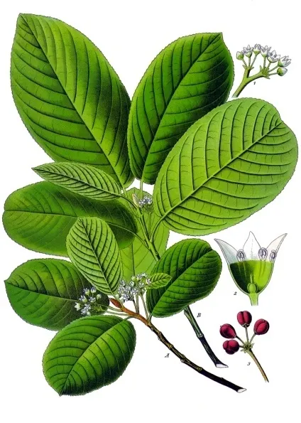 Frangula purshiana