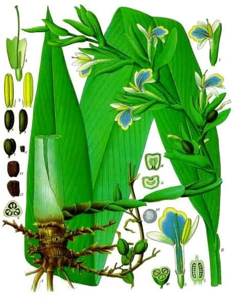 Elettaria