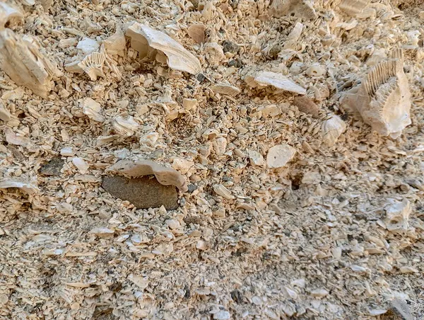Coquina