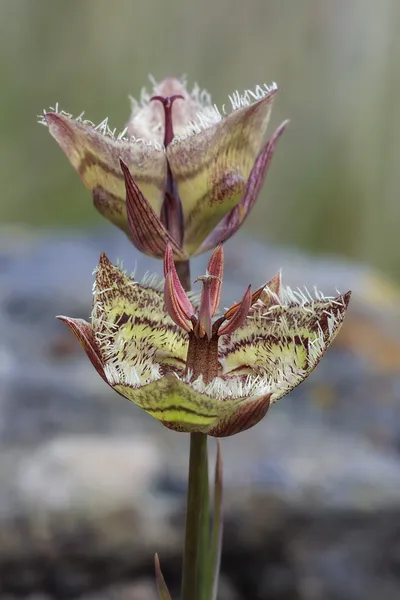 Calochortus tiburonensis