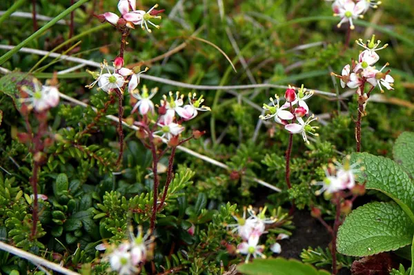 Bryanthus