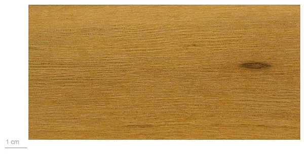 Crossostylis