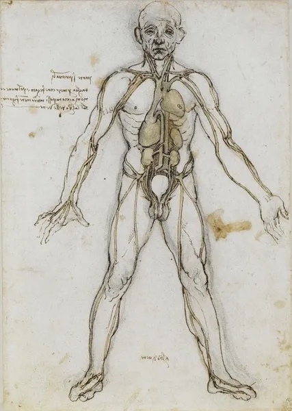 Human body