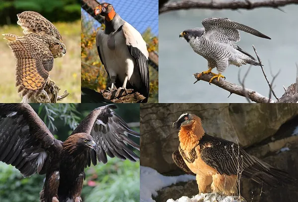 Bird of prey