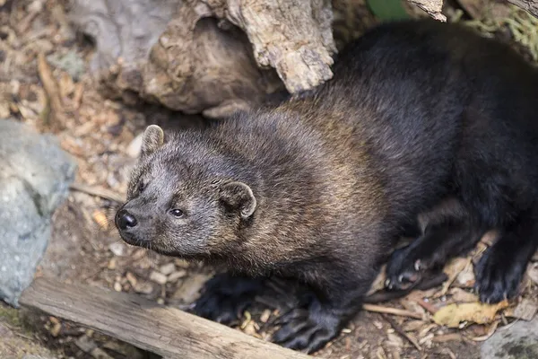 Fisher (animal)