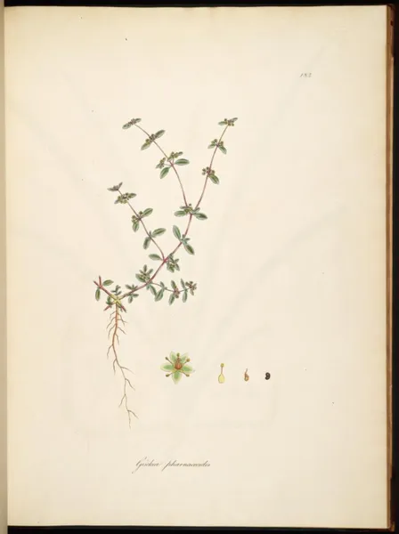 Gisekia