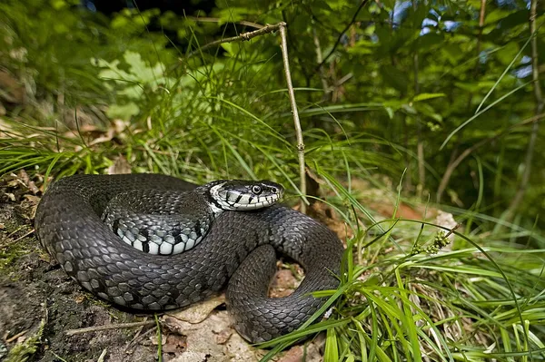 Barred grass snake