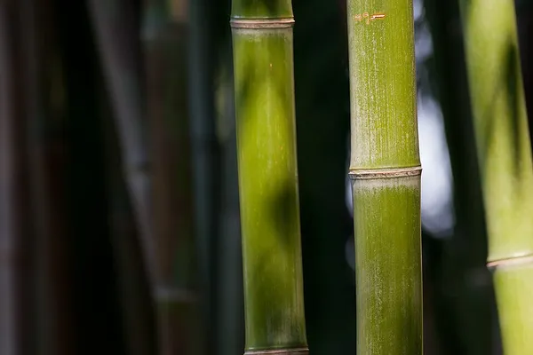 Bambooworking