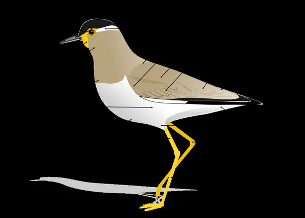Bird anatomy