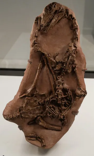 Araeoscelis