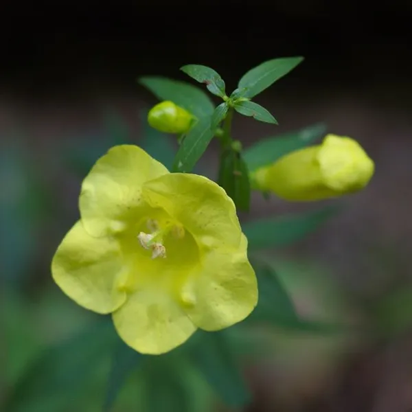 Aureolaria levigata