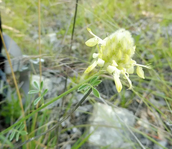 Dalea aurea