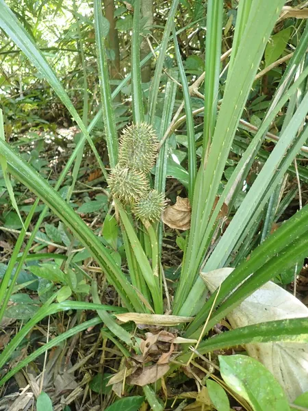 Benstonea humilis