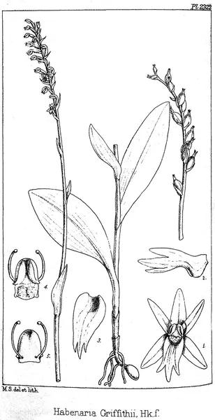 Gennaria griffithii