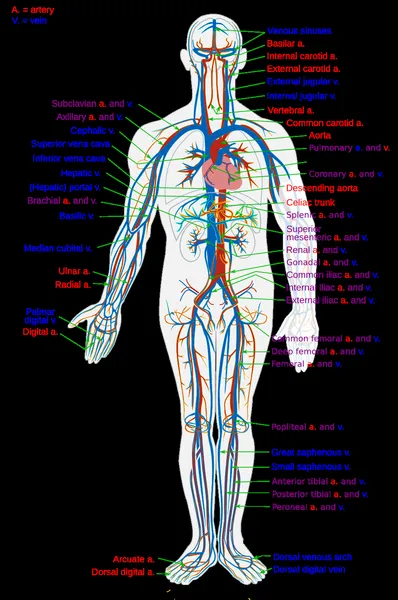 Circulatory system