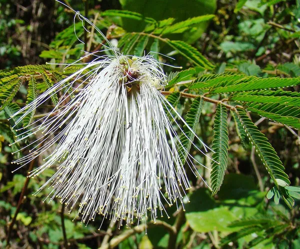 Hydrochorea elegans