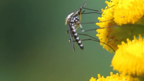 Aedes geniculatus